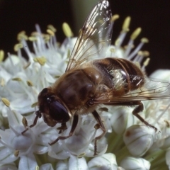 Eristalis tenax at Macgregor, ACT - 22 Dec 1978 01:26 AM