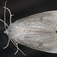 Paralaea ochrosoma (Fuscous Crest-moth) at Ainslie, ACT - 25 May 2020 by jb2602