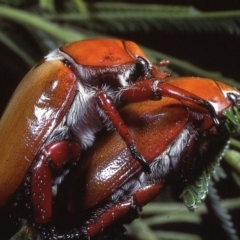Anoplognathus montanus (Montane Christmas beetle) at Macgregor, ACT - 25 Dec 1978 by wombey