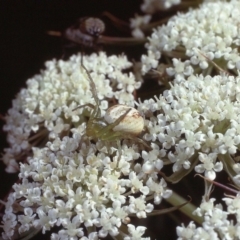 Lehtinelagia sp. (genus) (Flower Spider or Crab Spider) at Macgregor, ACT - 21 Dec 1978 by wombey