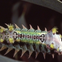 Doratifera oxleyi (Painted Cup Moth) at Macgregor, ACT - 14 Nov 1979 by wombey