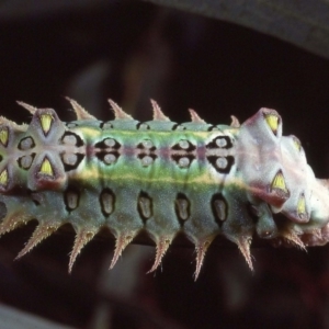 Doratifera oxleyi at Macgregor, ACT - 14 Nov 1979