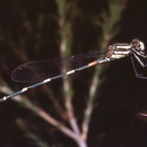 Austrolestes leda at Macgregor, ACT - 26 Dec 1978 01:45 AM