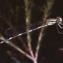 Austrolestes leda (Wandering Ringtail) at Macgregor, ACT - 25 Dec 1978 by wombey