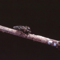Acroceridae (family) (Hunchback Fly) at Macgregor, ACT - 21 Dec 1978 by wombey