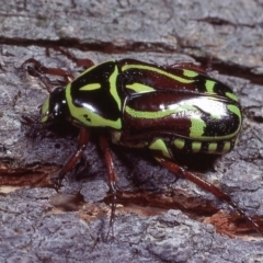 Eupoecila australasiae (Fiddler Beetle) at Macgregor, ACT - 13 Jan 1979 by wombey