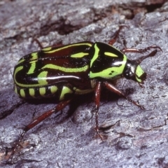 Eupoecila australasiae at Macgregor, ACT - 13 Jan 1979 01:52 AM