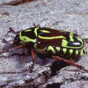 Eupoecila australasiae at Macgregor, ACT - 13 Jan 1979 01:52 AM