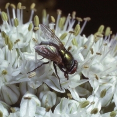 Lucilia sp. (genus) (A blowfly) at Macgregor, ACT - 21 Dec 1978 by wombey