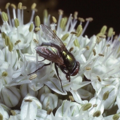 Lucilia sp. (genus) (A blowfly) at Macgregor, ACT - 21 Dec 1978 by wombey