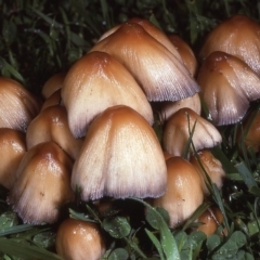 Coprinellus micaceus group at Amaroo, ACT - 25 May 1983 by wombey