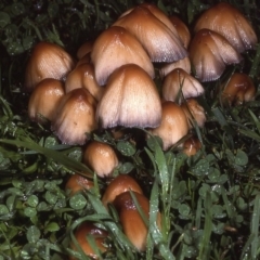 Coprinellus micaceus group at Amaroo, ACT - 26 May 1983 02:05 AM