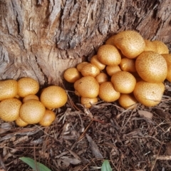 Gymnopilus junonius (Spectacular Rustgill) at Holt, ACT - 22 May 2020 by wombey