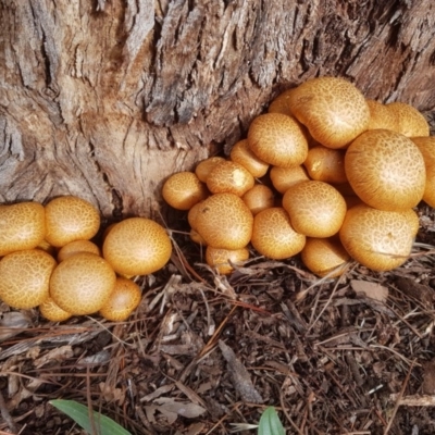 Gymnopilus junonius (Spectauclar Rustgill) at Holt, ACT - 22 May 2020 by wombey