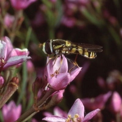 Simosyrphus grandicornis (Common hover fly) at Macgregor, ACT - 26 Oct 1979 by wombey