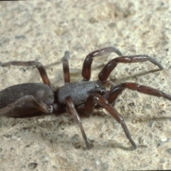 Lampona cylindrata (White-tailed Spider) at Macgregor, ACT - 2 Nov 1982 by wombey