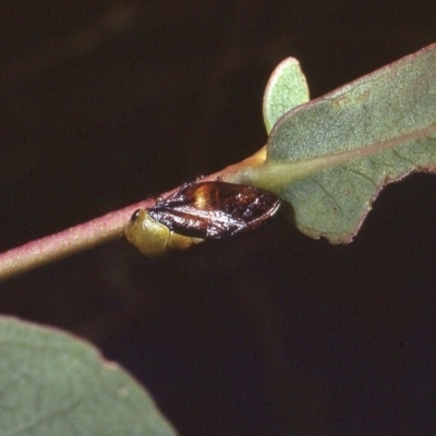 Chaetophyes compacta (Tube spittlebug) at Macgregor, ACT - 26 Dec 1978 by wombey