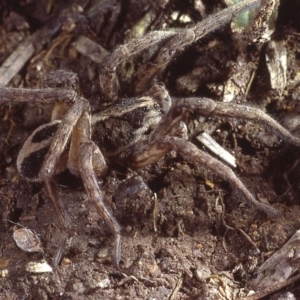 Venatrix speciosa at Mitchell, ACT - 7 Aug 1980