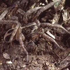 Venatrix speciosa (Wolf spider) at Mitchell, ACT - 6 Aug 1980 by wombey