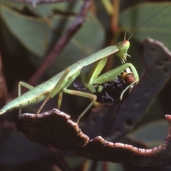 Orthodera ministralis (Green Mantid) at Macgregor, ACT - 25 Dec 1978 by wombey