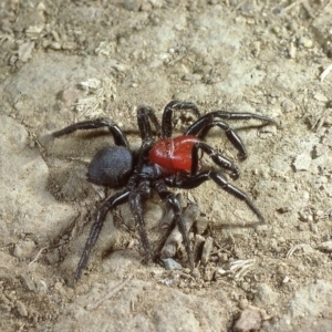 Missulena occatoria at Amaroo, ACT - 28 Apr 1980