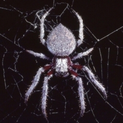 Hortophora sp. (genus) (Garden orb weaver) at Macgregor, ACT - 28 Jan 1979 by wombey