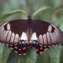 Papilio aegeus (Orchard Swallowtail, Large Citrus Butterfly) at Macgregor, ACT - 5 Apr 1981 by wombey