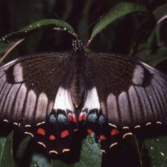 Papilio aegeus at Macgregor, ACT - 5 Apr 1981 02:46 AM