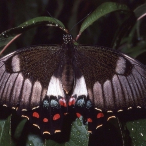 Papilio aegeus at Macgregor, ACT - 5 Apr 1981 02:46 AM