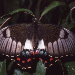 Papilio aegeus at Macgregor, ACT - 5 Apr 1981