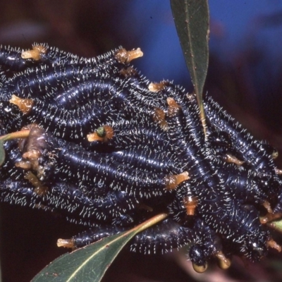 Perga sp. (genus) (Sawfly or Spitfire) at Macgregor, ACT - 14 Aug 1982 by wombey