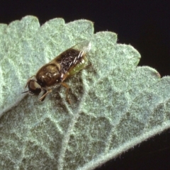 Odontomyia decipiens (Green Soldier Fly) at Macgregor, ACT - 21 Dec 1978 by wombey