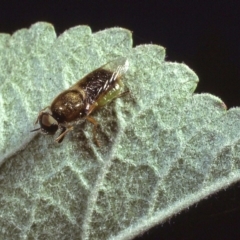 Odontomyia decipiens (Green Soldier Fly) at Macgregor, ACT - 22 Dec 1978 by wombey