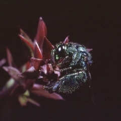 Chrysididae (family) (Cuckoo wasp or Emerald wasp) at Macgregor, ACT - 21 Dec 1978 by wombey