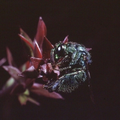Chrysididae (family) (Cuckoo wasp or Emerald wasp) at Macgregor, ACT - 21 Dec 1978 by wombey