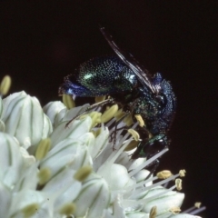 Chrysididae (family) at Macgregor, ACT - 22 Dec 1978 02:56 AM