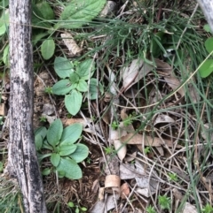 Pterostylidinae (greenhood alliance) (A Greenhood) at Mount Majura - 26 May 2020 by petersan