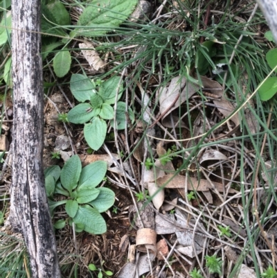 Pterostylidinae (greenhood alliance) (A Greenhood) at Mount Majura - 26 May 2020 by petersan