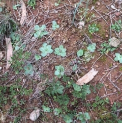 Pterostylidinae (greenhood alliance) (A Greenhood) at Mount Majura - 26 May 2020 by petersan