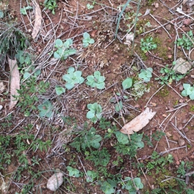 Pterostylidinae (greenhood alliance) (A Greenhood) at Mount Majura - 26 May 2020 by petersan