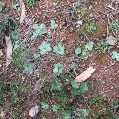 Pterostylidinae (greenhood alliance) (A Greenhood) at Hackett, ACT - 26 May 2020 by petersan