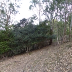 Ficus rubiginosa (Port Jackson or Rusty Fig) at Black Range, NSW - 26 May 2020 by MatthewHiggins