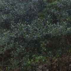 Ficus rubiginosa at Black Range, NSW - 26 May 2020
