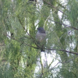 Pachycephala olivacea at Black Range, NSW - suppressed