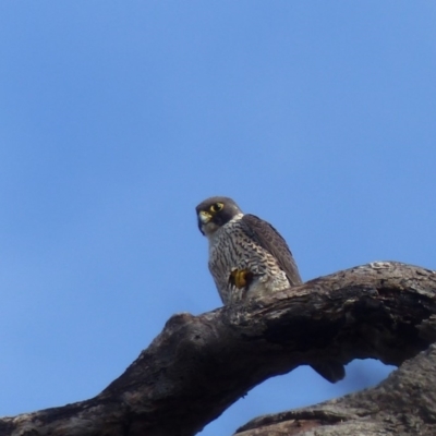 Falco peregrinus (Peregrine Falcon) at Black Range, NSW - 26 May 2020 by MatthewHiggins