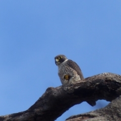 Falco peregrinus (Peregrine Falcon) at Black Range, NSW - 26 May 2020 by MatthewHiggins