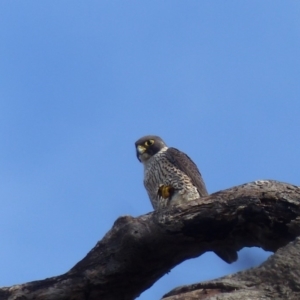 Falco peregrinus at Black Range, NSW - 26 May 2020