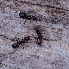 Papyrius nitidus at Molonglo River Reserve - 26 May 2020