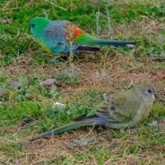 Psephotus haematonotus (Red-rumped Parrot) at Dunlop, ACT - 26 May 2020 by Kurt