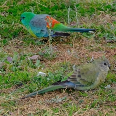 Psephotus haematonotus (Red-rumped Parrot) at Aranda Bushland - 26 May 2020 by Kurt